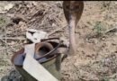 कुआं के अंदर गिरा पड़ा था नाग, स्नेक रेसक्युअर् ने खतरे से खेल कर किया रेस्क्यु